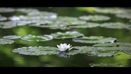 Meditation Music for Positive Energy  Buddhist Meditation Music