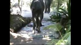 کشته شدن فیل بان باغ وحش توسط فیل