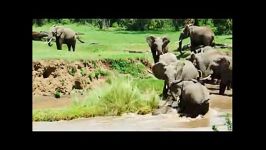 نجات بچه فیل جریان تند رودخانه توسط دو فیل دیگر