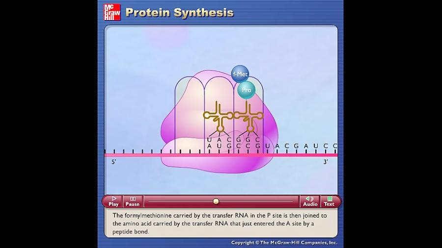 ترجمه mRNA سنتز پروتئین