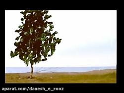 فیلم کوتاه  درخته من  سارا سیادت نژاد