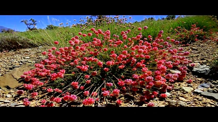 کلیپی ازمجیدحسین خانی همراه تصاویرطبیعت شهرستان رابر گنجان