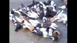 کبوتر های من  ویدیوهای سعیدs  کفتر