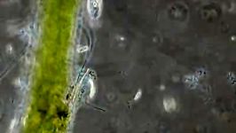 Microscopic life in a drop of water a short film