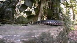 Deadly Australians The Red bellied Black Snake