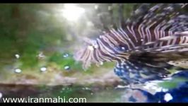 خروس ماهی خلیجی 1