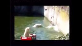 کلیپ سقوط یک زن تماشاگر در استخر مخصوص خرسهای قطبی
