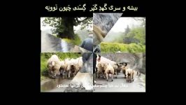 نورالله علیزاده کال کنس خربزه ک نون نوونه