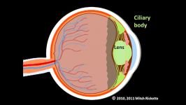 eye structure 2