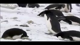لانه سازی پنگوئن ها دزدی هم