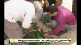 کاهش قیمت خیار در پلدختر گلایه کشاورزان