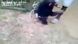 دستگیری میمون یزید شراب خوار
