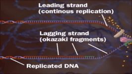 همانند سازی DNA replication DNA