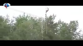 روش جالب هرس کردن درختان هلیکوپتر