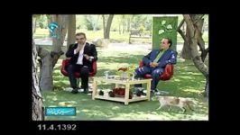 بازیگوشی گربه ها در سیمای خانواده