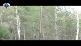 هرس کردن درختان هلیکوپتر