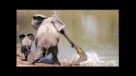 حمله کوروکودیل به فیل