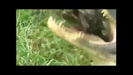 خیلی زیبا خوردن لاک پشت شکستن لاک توسط کوروکودیل