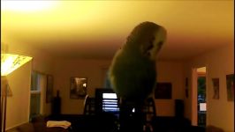 disco the parakeet مرغ عشق سخنگو دیسکو