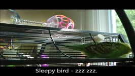 disco the parakeet دیسکو  مرغ عشق سخنگو 