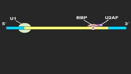 اتصال اگزون ها در مولکول RNA