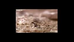 حمله مورچه ها به ملکه موریانه ها
