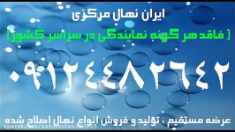 درخت آلو قطره طلا  09121270623