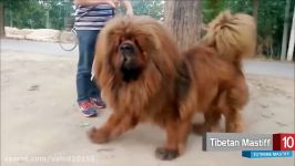 10 تا بزرگترین قوی ترین سگ های نژاد ماستیف Mastiff