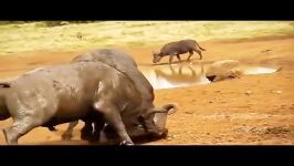 Giants clash  Wild Animal Fight شگفت انگیز ترین حمله حیوانات وحشی