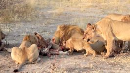 کليپي شکار نبرد حيوانات LIONS VS HYENAS  Clash of Enemies