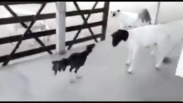 کليپي شکار نبرد حيوانات Clash of animal  a Roaster vs a Goat