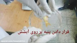 گردش خون در باله دمی ماهی