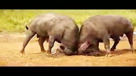 Giants clash  Wild Animal Fight درگيري دعوا حمله شکار