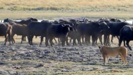 Clash Of Power Of Buffalos vs Lions درگيري دعوا حمله شکار