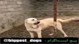 Top 10 Big kurdish Dog Pshdar Assyrian Shepherd Dog جنگ سگ پژدر سرابی