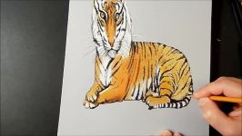 Drawing 3D Tiger  How to Draw a Tiger  Trick Art on Paper  By Vamos