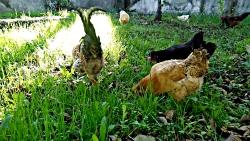 مرغ خروس در طبیعت زیبای حوزه علمیه نوشهر کلیپ رحمان