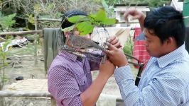 Dove Trap at Takeo Province in Cambodia