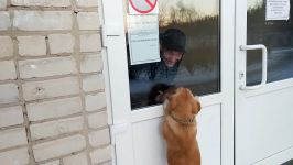 Воронежский Хатико. Дворняжка Шерри больше недели на морозе