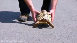 سریعترین لاکپشت  رکوردی دیگر گینس