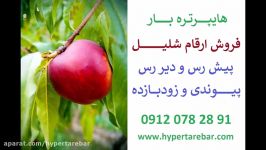 عرضه ارقام نهال شلیل در هایپرتره بار 09120782891