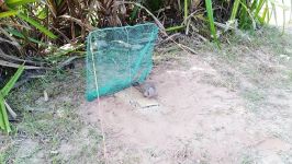 DIY Bird Trap Using Spring Net