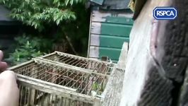 Wild Bird Trapping RSPCA Prosecution