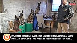 نژادهای سگ پلیس در جهان 10 نژاد برتر