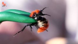 STUNG by a TARANTULA HAWK