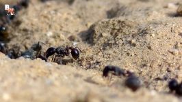 STUNG by a BULLET ANT