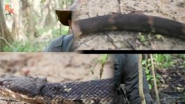 Cottonmouth vs Water Snake