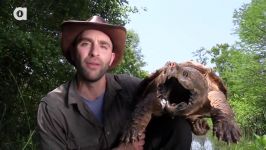 CRAZY Alligator Snapping Turtle Bite