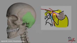 TMJ Anatomy Skeletal and Disk