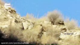 پارک ملی تندوره بهترین زیستگاه پلنگ ایرانی